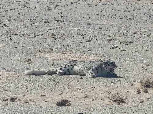 Цоохор ирвэс шинээр эзэмшил нутгаа тогтоохоор явж байгаа тул үргээж болохгүй